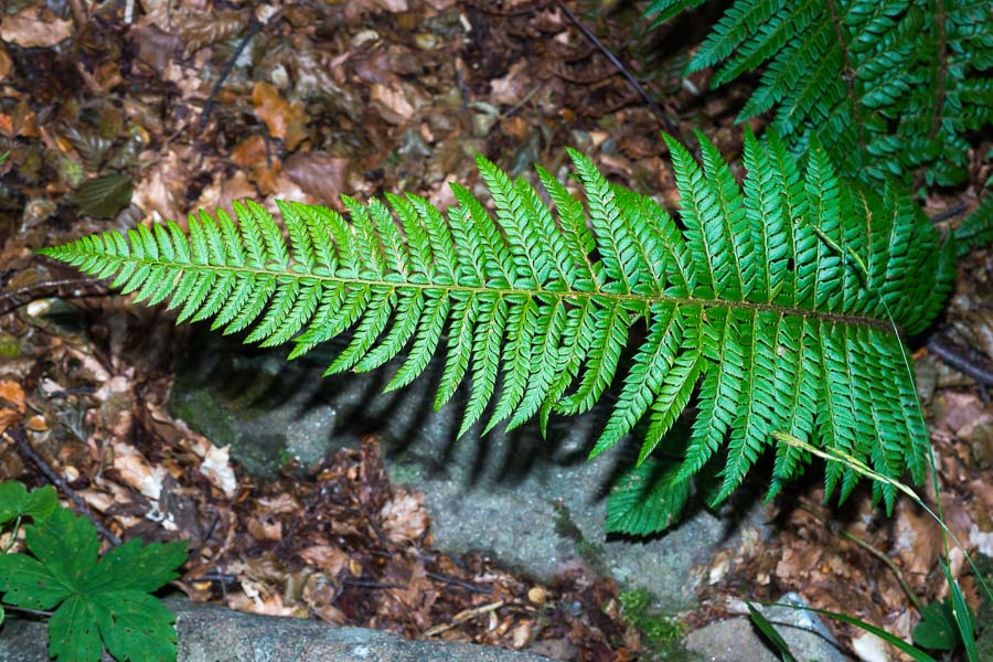 Polystichum aculeatum